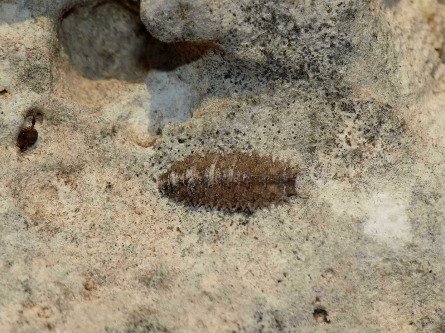 Larva strana: Syrphidae; probabile Paragus sp.